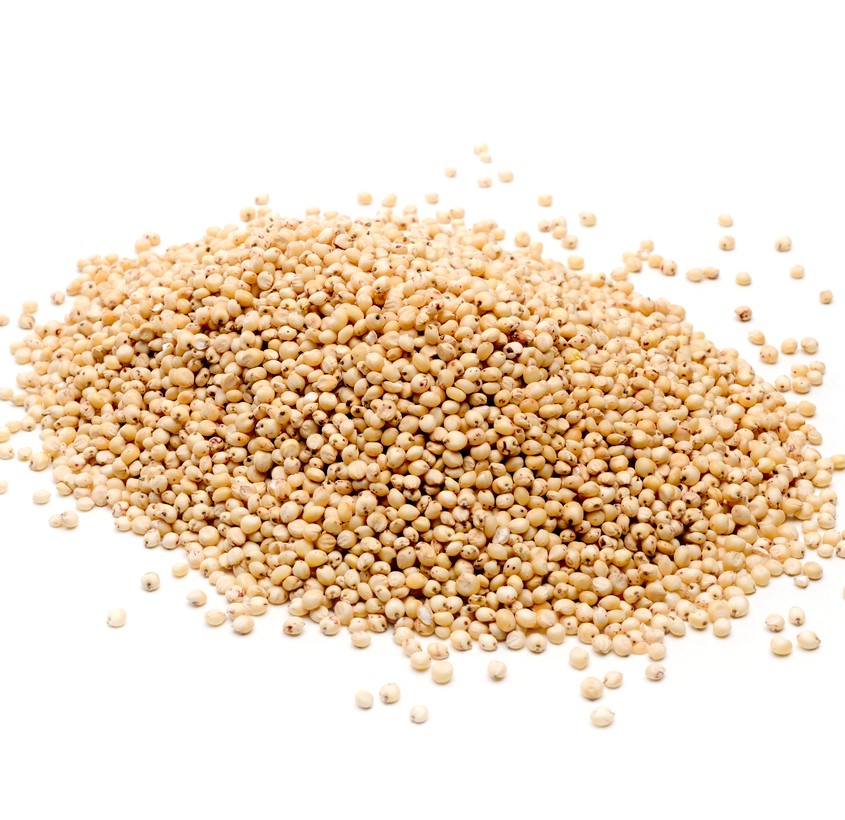 イネ科の高キビの一種で、小麦の代替食品として注目をあびています。ミネラルを豊富に含み、グルテンを含みませんので、小麦アレルギーのワンちゃんでも安心の材料です。