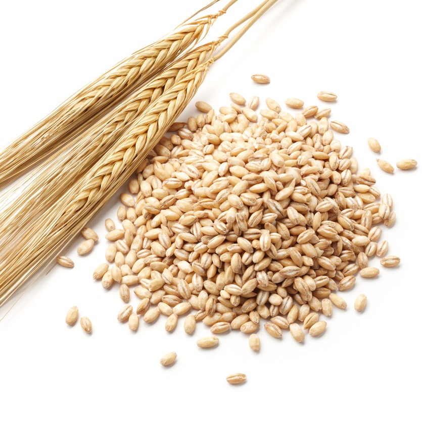 麦には、いろいろな種類がありますが、大麦は小麦と比べて粘度が低く、犬には良質なタンパク質です。カナダ産で遺伝子組み換えしていないものを使用しています。