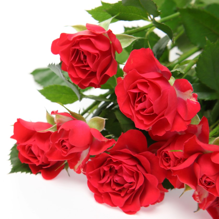 薔薇を蒸留し生成され、薔薇そのものの成分が溶け込んでいる水です。 香りも香料等を添加していないので、薔薇本来のやさしくふんわりと甘い香りを感じる事ができます。 またローズウォーターが持つ保湿、抗菌、殺菌作用を用いて生活のいろんな場面で活用されてきました。